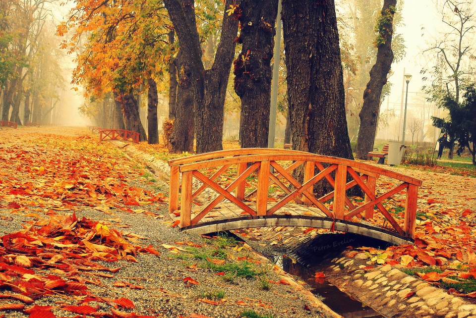 Central park autumn