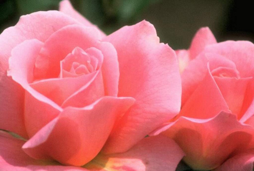 rose