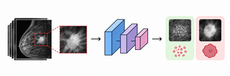 A Systematic Analysis of Data Augmentation and Training Parameters for Lightweight CNN-Based Mammographic Lesion Classification (2026)